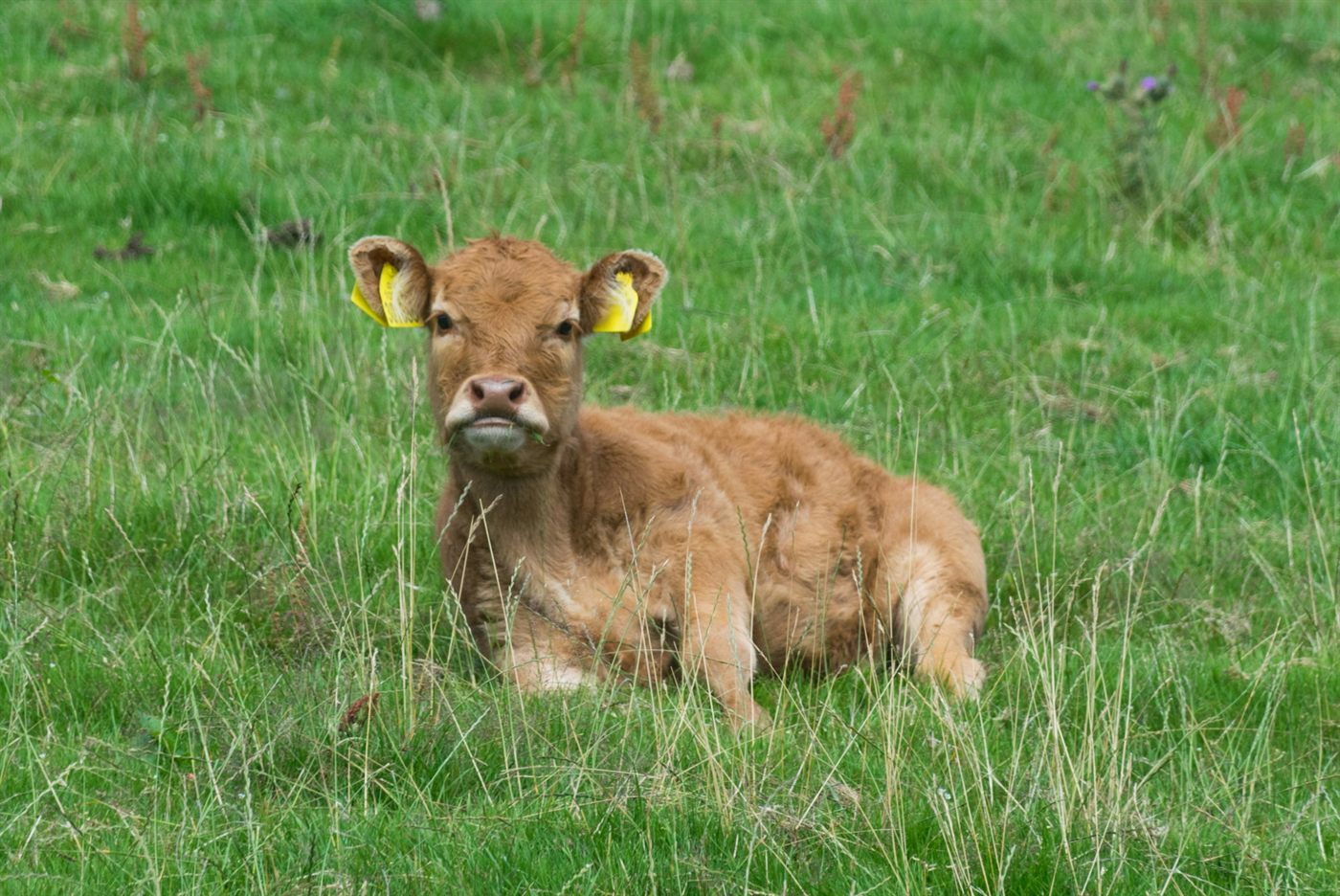 Young calf resting in long grass
